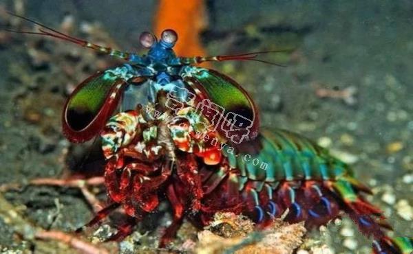 即將滅絕！地球上極度稀罕的外星生物