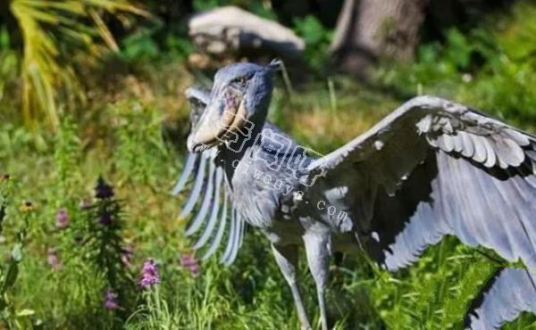 即將滅絕！地球上極度稀罕的外星生物