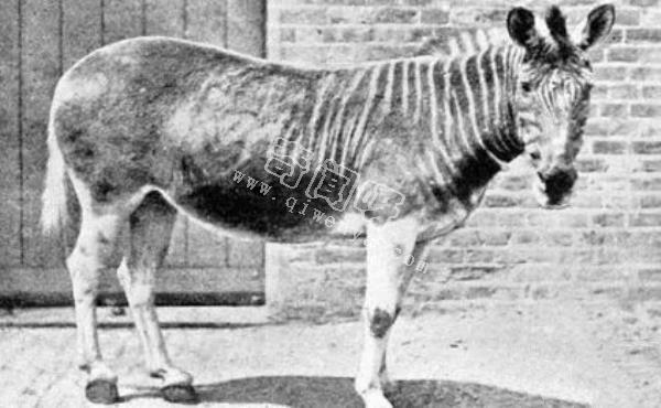 近代五大滅絕生物，其中一種曾經復活過