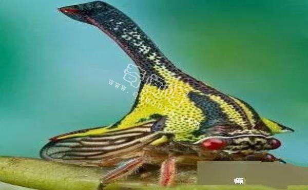 即將滅絕！地球上極度稀罕的外星生物