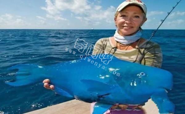 即將滅絕！地球上極度稀罕的外星生物