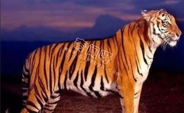 近代五大滅絕生物，其中一種曾經復活過