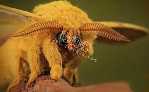 即將滅絕！地球上極度稀罕的外星生物