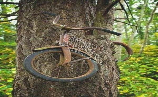 人類滅絕后地球會怎樣？八張圖片帶你看完人類消失的地球