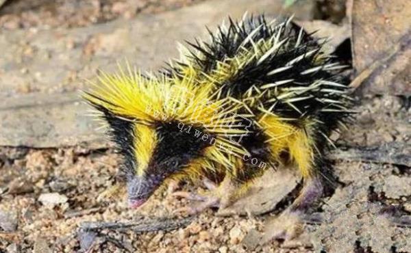 即將滅絕！地球上極度稀罕的外星生物