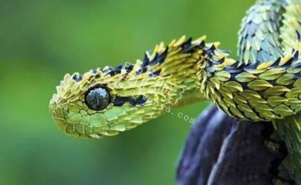 即將滅絕！地球上極度稀罕的外星生物