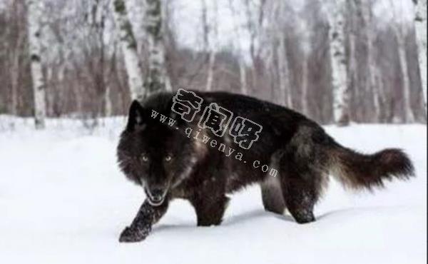 近代五大滅絕生物，其中一種曾經復活過