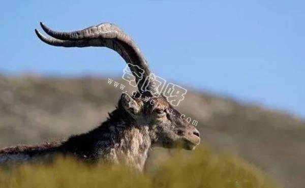 近代五大滅絕生物，其中一種曾經復活過