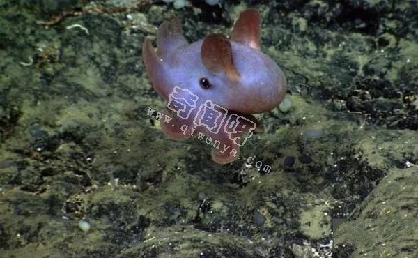 即將滅絕！地球上極度稀罕的外星生物