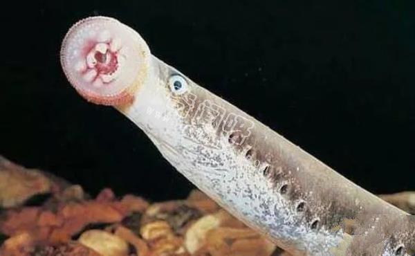 即將滅絕！地球上極度稀罕的外星生物