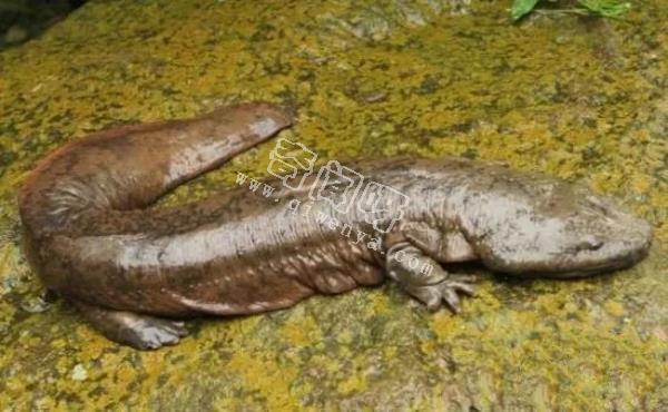 即將滅絕！地球上極度稀罕的外星生物