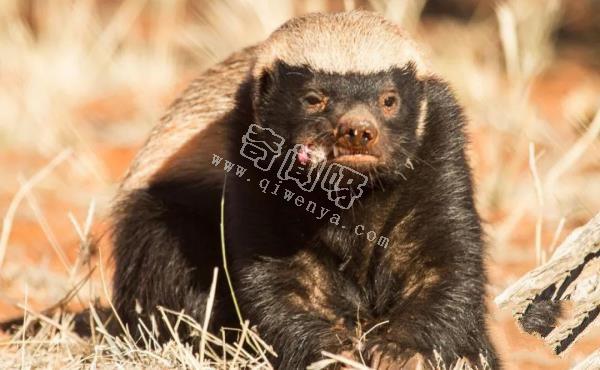 眼鏡王蛇有多厲害？如果把它放到非洲會怎樣