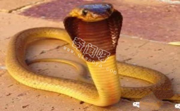 眼鏡王蛇有多厲害？如果把它放到非洲會怎樣