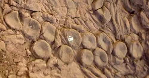 科學家發現大海怪的巢穴？神話中海怪把海中最大的掠食者當早餐吃