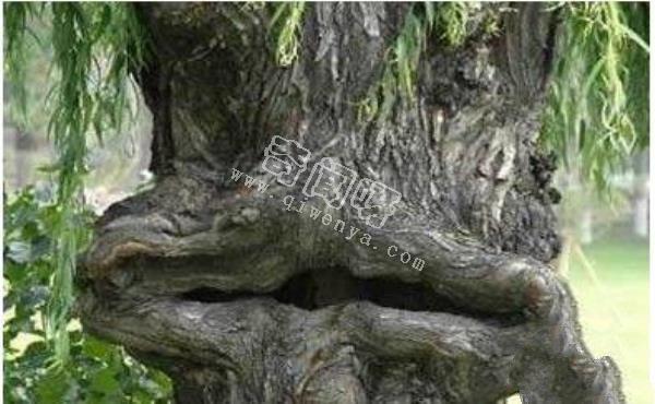 恐怖吃人樹日輪花，世界上最陰險的吃人植物