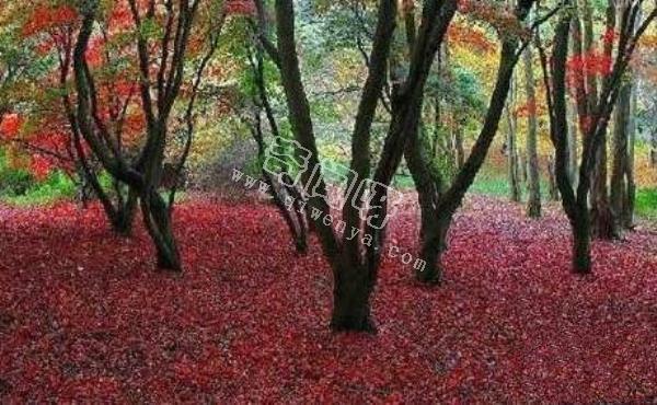 恐怖吃人樹日輪花，世界上最陰險的吃人植物