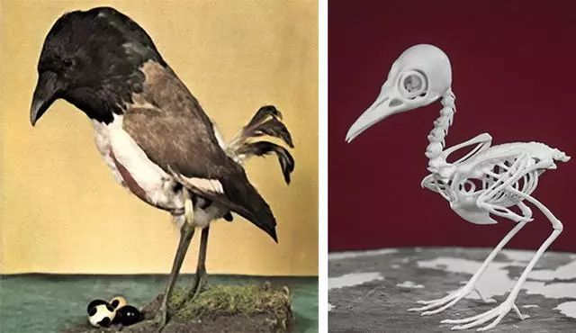 8個真實存在的神話中的生物標本，水底情深異形“精靈魚”