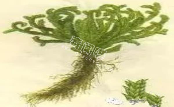 恐怖吃人樹日輪花，世界上最陰險的吃人植物