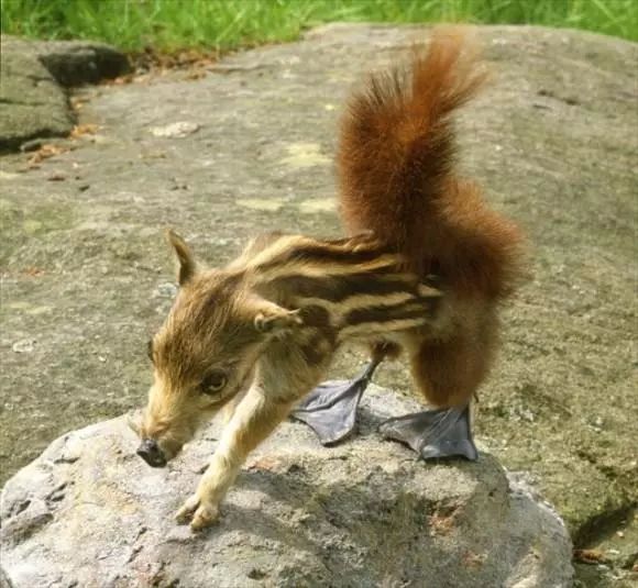 8個真實存在的神話中的生物標本，水底情深異形“精靈魚”