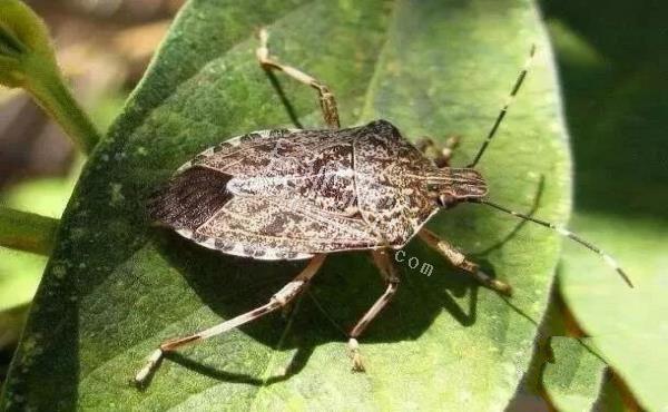 最令人討厭的八大昆蟲，簡直就是童年陰影