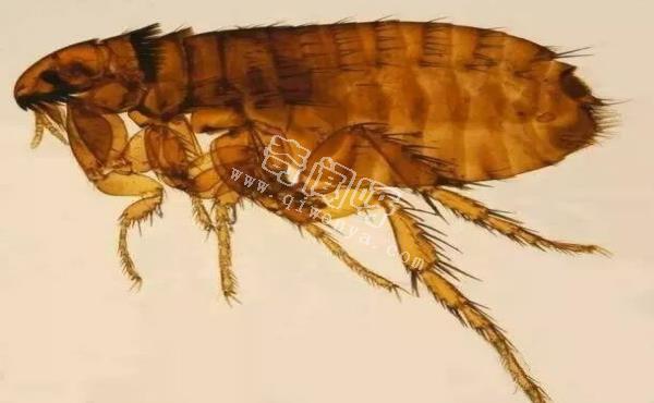 最令人討厭的八大昆蟲，簡直就是童年陰影