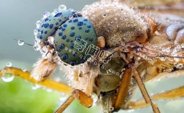 7只顯微鏡下的昆蟲,你還能認出幾只?