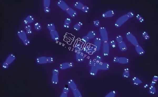 理論能活1000年，龍蝦不老的奧秘曝光！