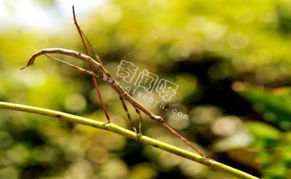 盤點全球最奇怪的十大昆蟲，個個奇特！