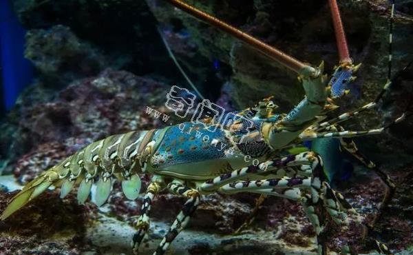 理論能活1000年，龍蝦不老的奧秘曝光！