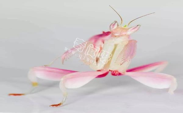 盤點全球最奇怪的十大昆蟲，個個奇特！