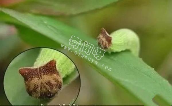 盤點全球最奇怪的十大昆蟲，個個奇特！