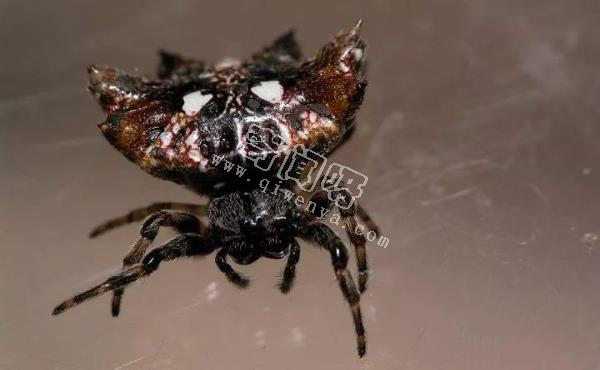 盤點全球最奇怪的十大昆蟲，個個奇特！