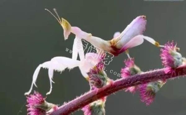 盤點全球最奇怪的十大昆蟲，個個奇特！