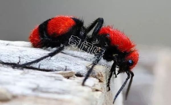 盤點全球最奇怪的十大昆蟲，個個奇特！