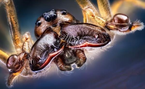 7只顯微鏡下的昆蟲,你還能認出幾只?