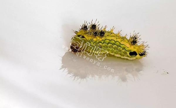 盤點全球最奇怪的十大昆蟲，個個奇特！