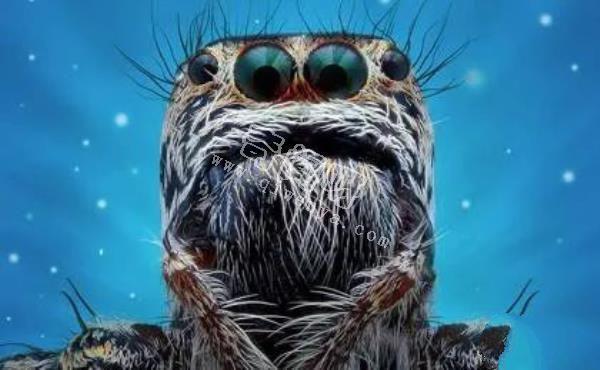 近距離看這些昆蟲，蜘蛛最恐怖，蛾很可愛！