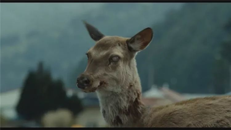 僵尸鹿侵襲北美！鹿外表完好腦袋被啃得精光，專家憂：恐感染人類