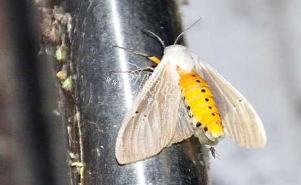 神秘昆蟲腹部竄出4條絨毛觸手:散發費洛蒙吸引雌性