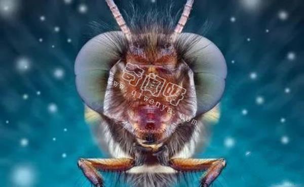 近距離看這些昆蟲，蜘蛛最恐怖，蛾很可愛！