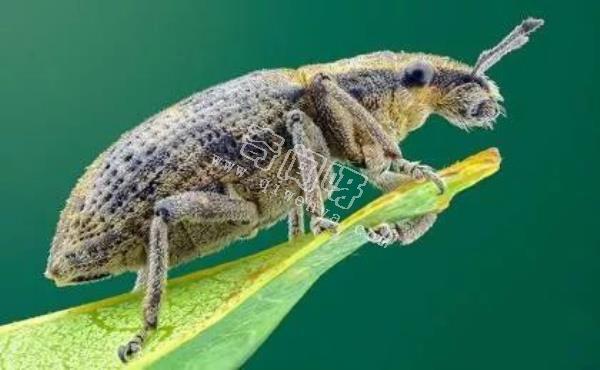 近距離看這些昆蟲，蜘蛛最恐怖，蛾很可愛！