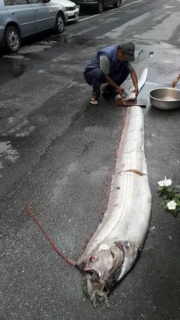 4.7米“地震魚”現蹤日本，網友：大災難前兆