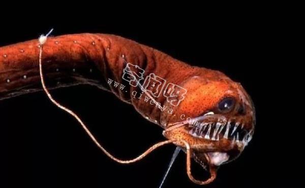 除了螢火蟲，你還知道自然界有哪些發光生物！