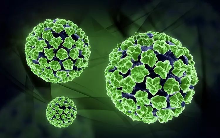 研究發(fā)現(xiàn)病毒已經(jīng)進(jìn)化成選擇性殺死男性，為了保留女性的數(shù)量！