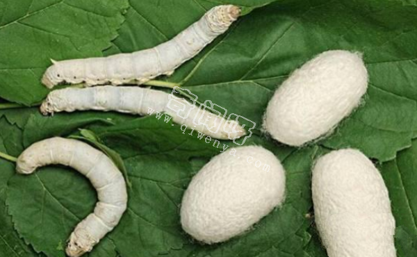 人類唯一馴化成功的昆蟲，中國(guó)人養(yǎng)了5000年