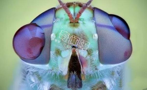 近距離看這些昆蟲，蜘蛛最恐怖，蛾很可愛！