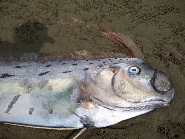 4.7米“地震魚”現蹤日本，網友：大災難前兆