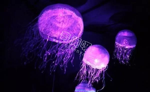 除了螢火蟲，你還知道自然界有哪些發光生物！