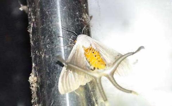 神秘昆蟲腹部竄出4條絨毛觸手:散發費洛蒙吸引雌性