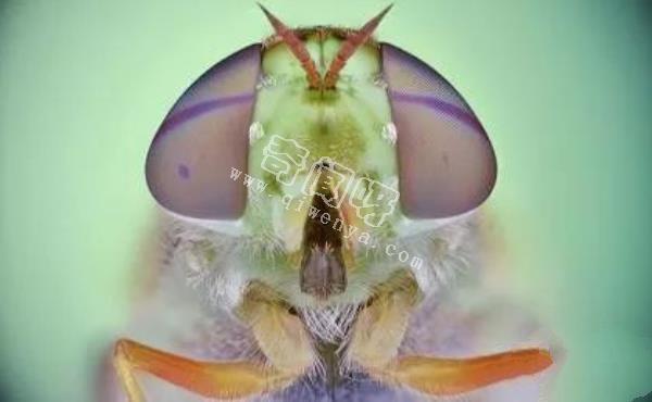 近距離看這些昆蟲，蜘蛛最恐怖，蛾很可愛！